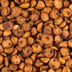 Avellana Chilena Tostada